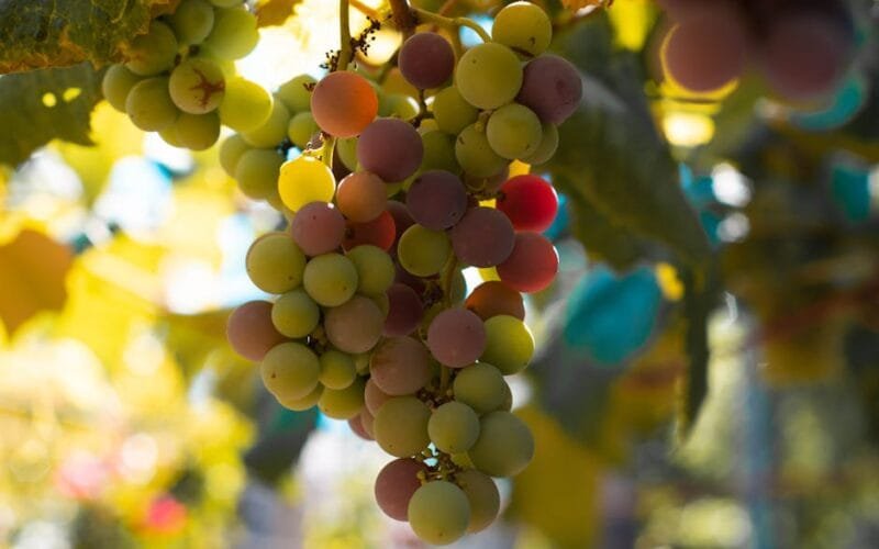 Moldovas Indigenous Grapes A Bold Move to Define Global Wine Identity