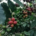 The Future of Coffee Tech Unveiled at World of Coffee San Diego