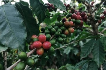 The Future of Coffee Tech Unveiled at World of Coffee San Diego