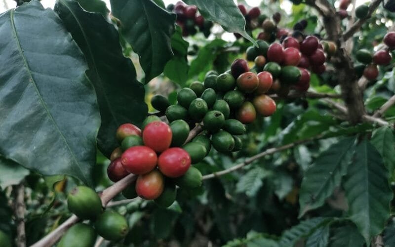 The Future of Coffee Tech Unveiled at World of Coffee San Diego