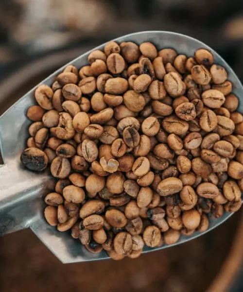 SR800 Roast: When Timing Meets Flavor