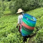 A Tea Lovers Secret Trip to Chinas Legendary Tea Regions