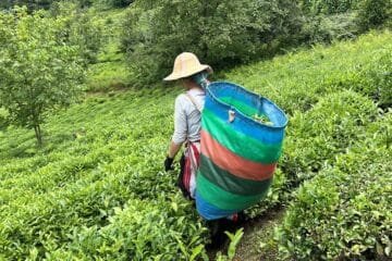 A Tea Lover’s Secret Trip to China’s Legendary Tea Regions