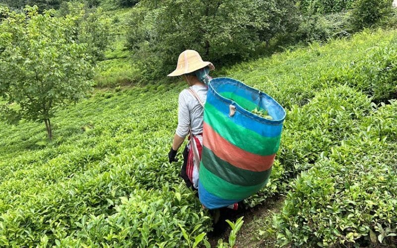 A Tea Lovers Secret Trip to Chinas Legendary Tea Regions