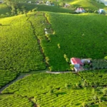 AI drone captures data over misty green tea fields at sunrise with vibrant leaves reflecting golden light.