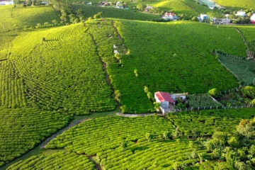 AI is reshaping how green tea is grown—and why it’s becoming a wellness powerhouse