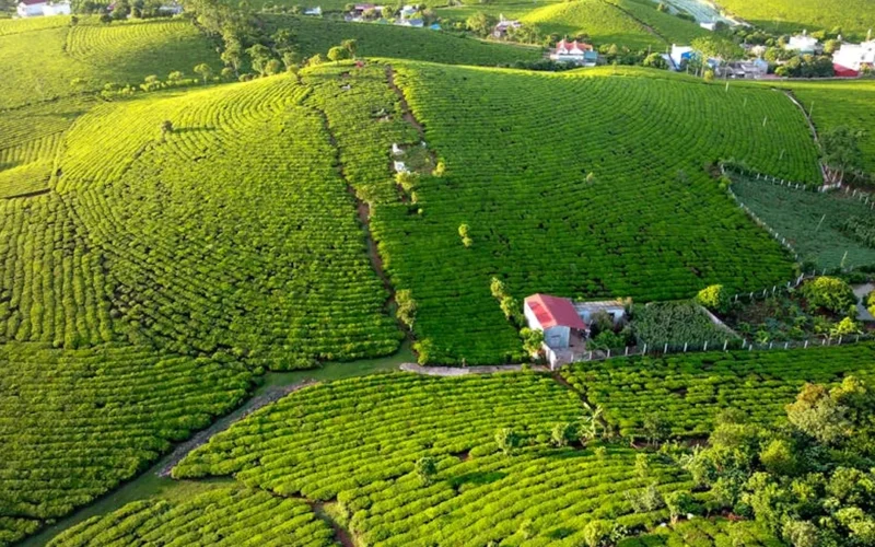 AI drone captures data over misty green tea fields at sunrise with vibrant leaves reflecting golden light.