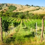 Sunlit terraced vineyards with ancient stone walls and wild vines.