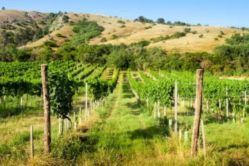 Cairanne’s Forgotten Biodynamic Estate Is Rewriting the Rules of Natural Wine