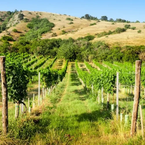 Cairanne’s Forgotten Biodynamic Estate Is Rewriting the Rules of Natural Wine