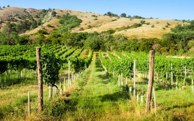 Sunlit terraced vineyards with ancient stone walls and wild vines.