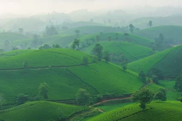 China’s Tea Revolution: How Green Is Gold