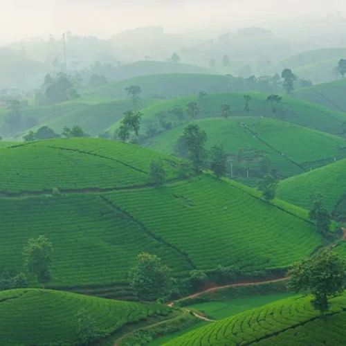 China’s Tea Revolution: How Green Is Gold