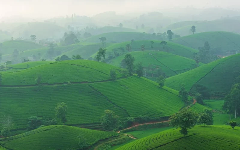Golden tea leaves unfurling in a stream surrounded by misty hills and traditional wares.