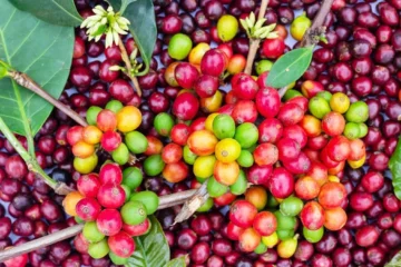 Co-fermented Coffees Are Here to Stay—Here’s Why