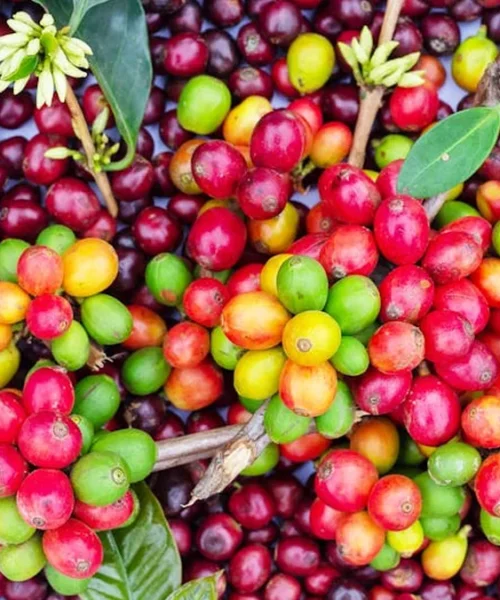 Co-fermented Coffees Are Here to Stay—Here’s Why