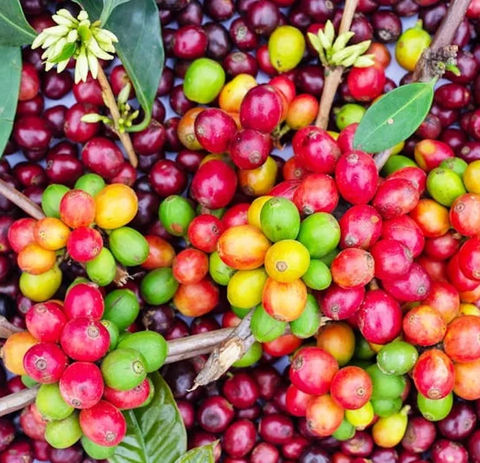 Co-fermented Coffees Are Here to Stay—Here’s Why