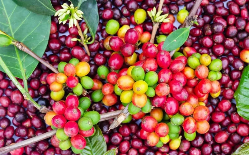 Fermented coffee cherries in clay vessel with dried herbs and spices under warm lighting.