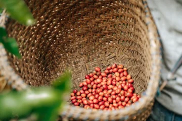 Coffee Industry Insiders Share the Sourcing Secrets Behind Your Cup