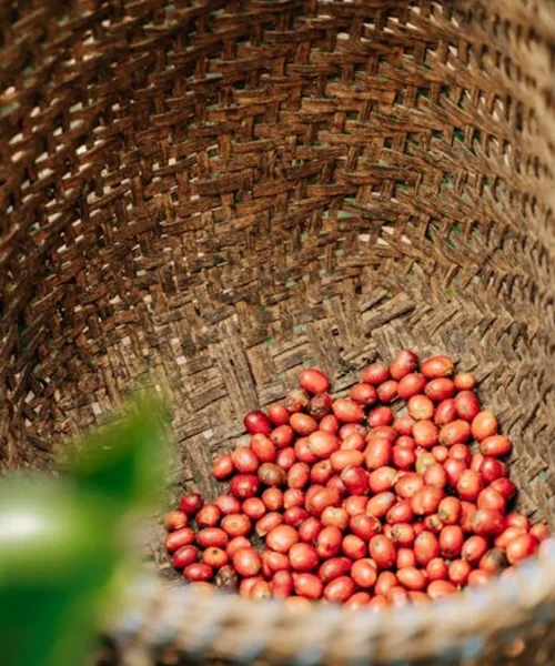 Coffee Industry Insiders Share the Sourcing Secrets Behind Your Cup