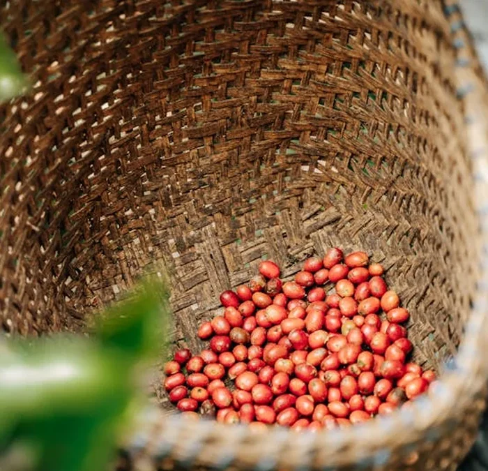 Coffee Industry Insiders Share the Sourcing Secrets Behind Your Cup