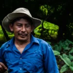 Organic turmeric roots growing in shaded Nicaraguan agroforestry soil.