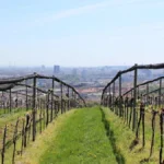 A German winegrower in a lab coat measures soil moisture in a sunlit vineyard with precision tools.