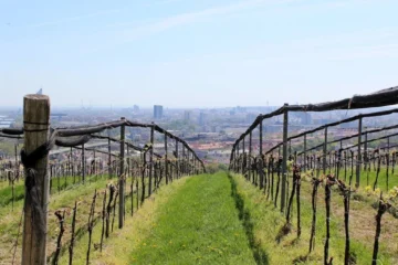 German precision meets Lebanese heritage in global wine innovation