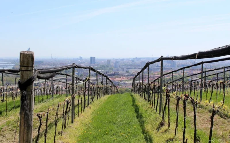 A German winegrower in a lab coat measures soil moisture in a sunlit vineyard with precision tools.