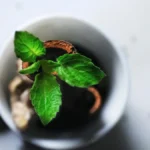 A rustic clay mug with steaming hojicha next to a wooden tray of roasted tea leaves under warm light.