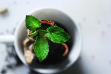 Hojicha: The Roasted Tea That’s Rewriting Afternoon Rituals