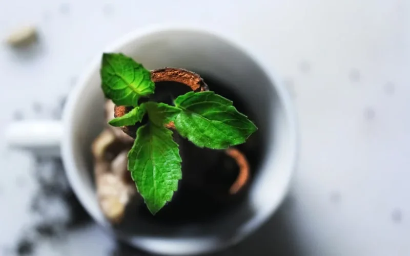 A rustic clay mug with steaming hojicha next to a wooden tray of roasted tea leaves under warm light.