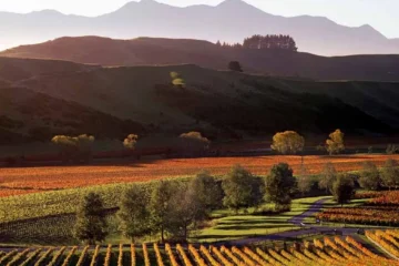Marlborough’s Pinot Noir Is Redefining the Region’s Identity