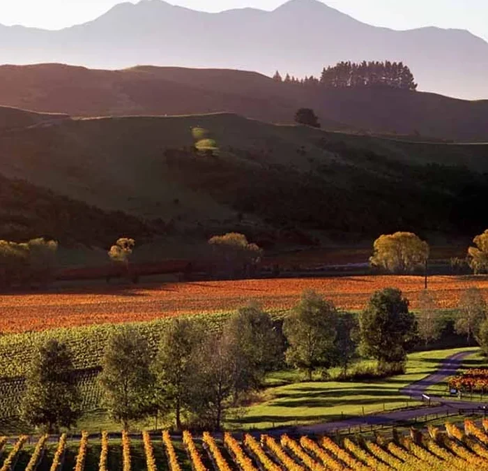 Marlborough’s Pinot Noir Is Redefining the Region’s Identity