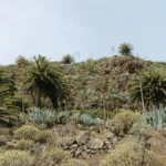 Volcanic soil and agave plants near traditional mezcal distillery in rustic stone workshop.