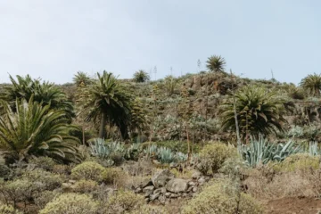 Mezcal’s Terroir Secrets Mirror Fine Wine’s Legacy
