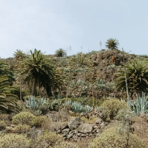 Mezcal’s Terroir Secrets Mirror Fine Wine’s Legacy
