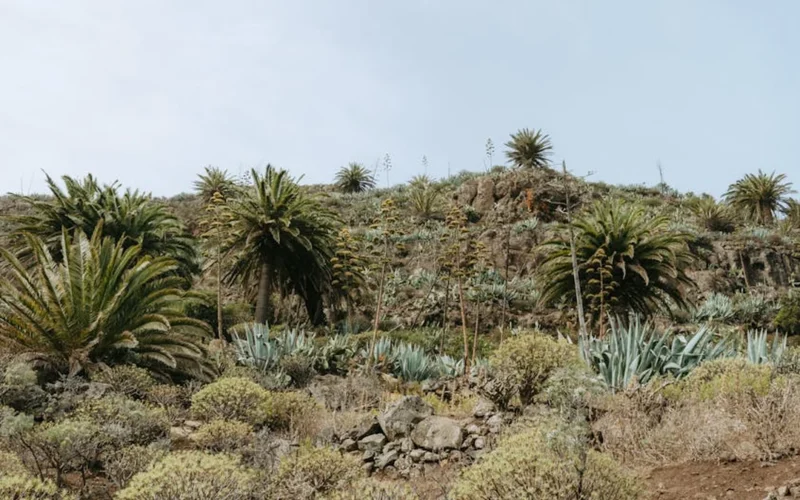 Volcanic soil and agave plants near traditional mezcal distillery in rustic stone workshop.