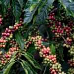 Coffee beans spilling from a basket on a Côte d’Ivoire farm with researchers inspecting coffee plants.