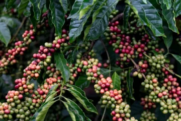 Nestlé and Côte d’Ivoire’s CNRA Forge New Path for Robusta Coffee