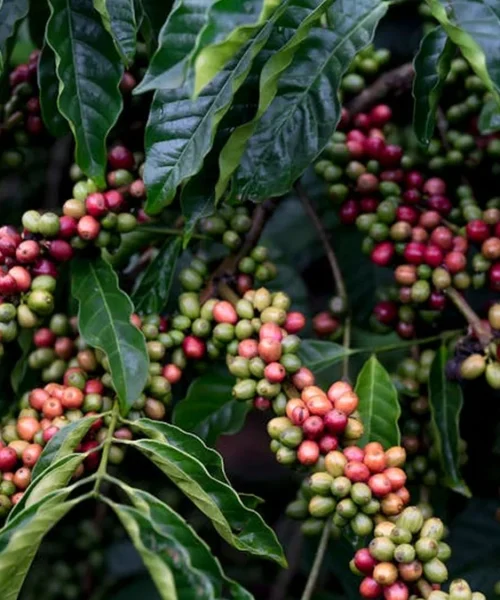 Nestlé and Côte d’Ivoire’s CNRA Forge New Path for Robusta Coffee