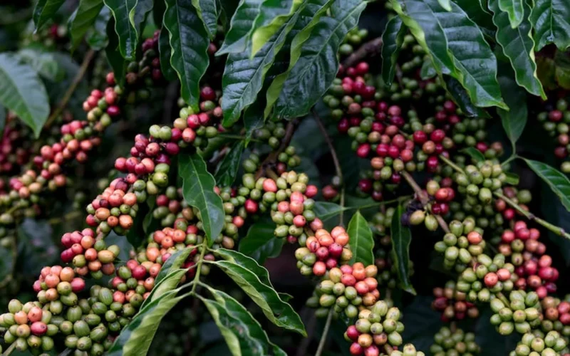 Nestlé and Côte d’Ivoire’s CNRA Forge New Path for Robusta Coffee