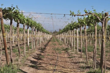 Perrier-Jouët’s Regenerative Bet: Soil as the New Vineyard Frontier