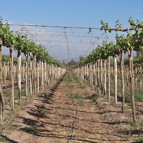 Perrier-Jouët’s Regenerative Bet: Soil as the New Vineyard Frontier