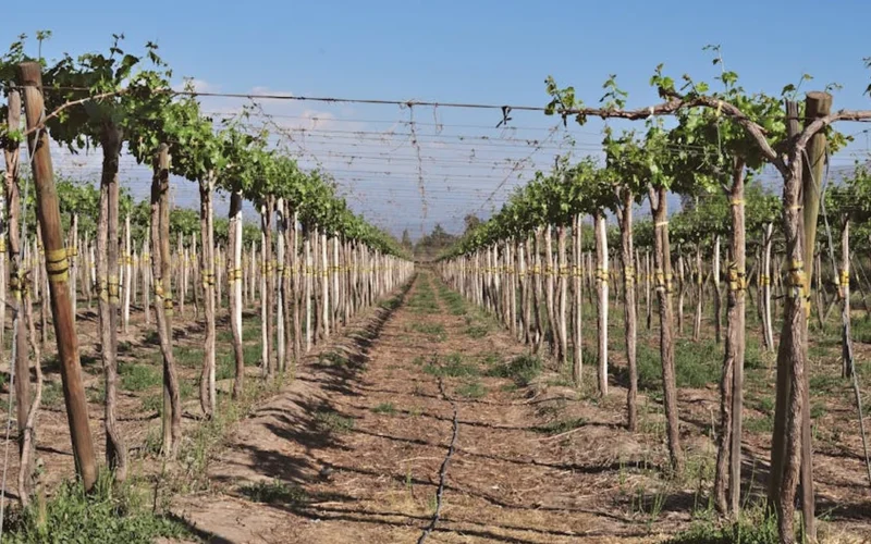 Regenerative vineyard with sunrise, Perrier-Jouët logo, organic farming, sustainable agriculture.