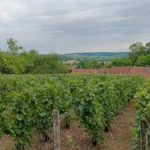 A vineyard at dusk with infected vines and a winemaker's blurred hands in golden light.