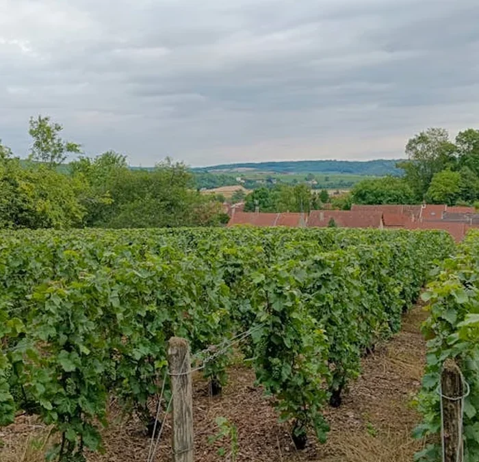 Phylloxera Has Reshaped the Yarra Valley’s Future
