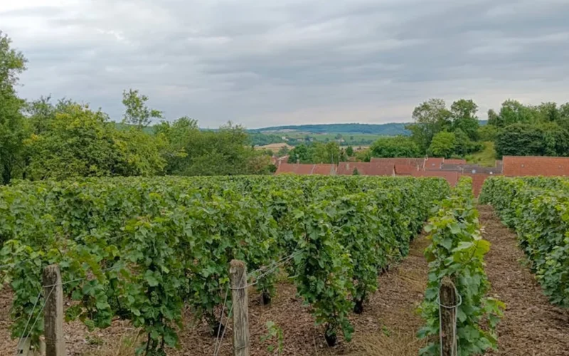 A vineyard at dusk with infected vines and a winemaker's blurred hands in golden light.