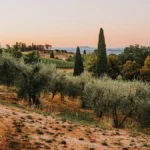A glass of rosé wine pouring into a terracotta bowl under a sunset with olive trees in the background.