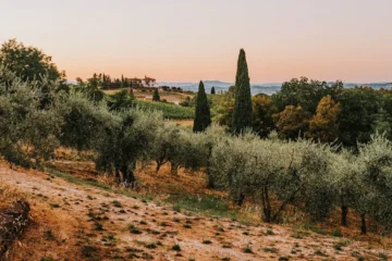 Provence Rosé: Terroir, Technique, and the Quiet Evolution of a Global Benchmark